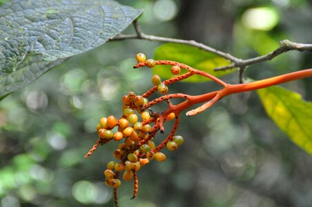 Nature flower exotic