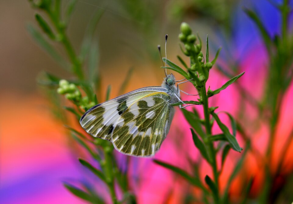 Insecta wings nature