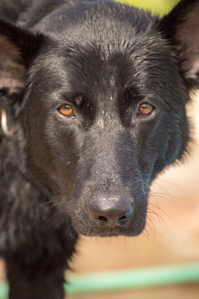 Shepherd animal canine