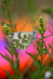 Insecta wings nature
