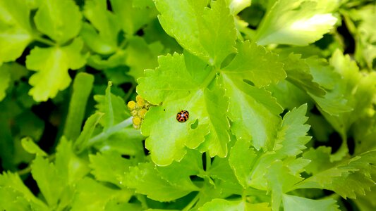 Nature plant ladybug photo