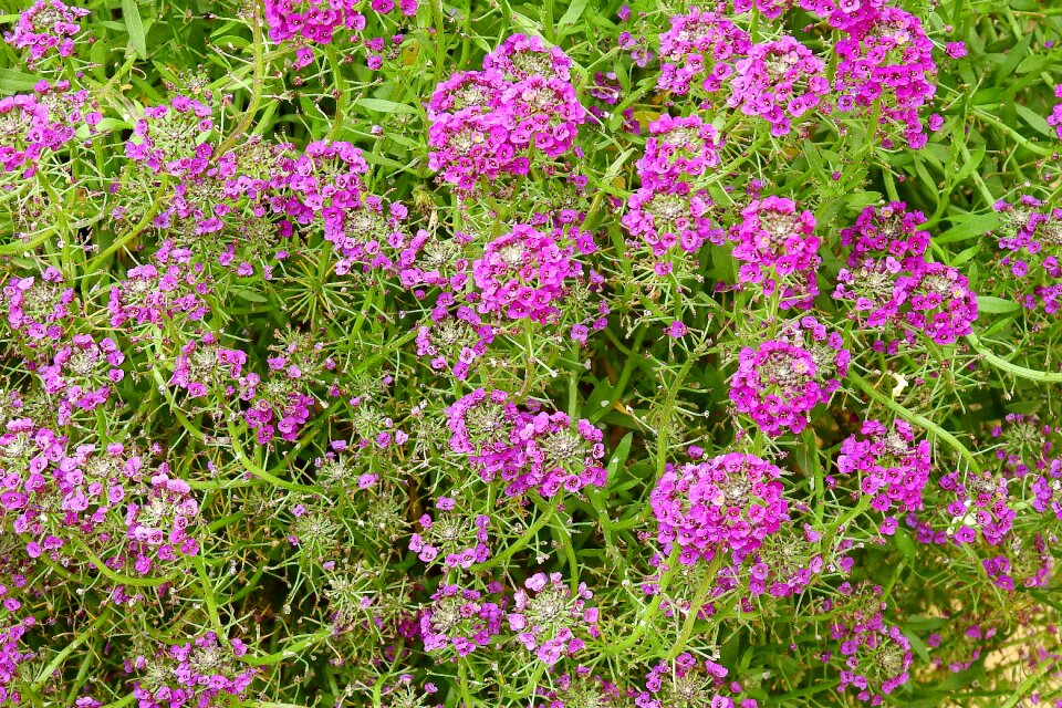 Nature plants small flowers