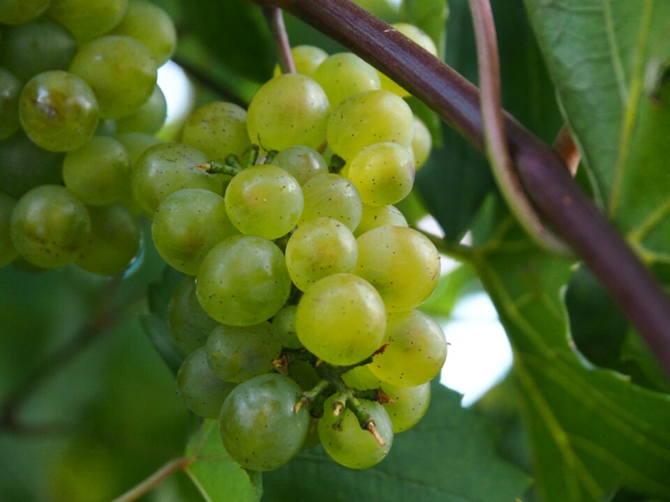 Winegrowing green grapes vine