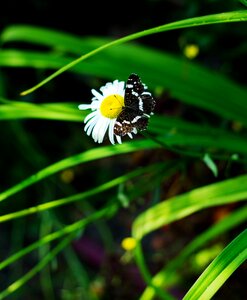 Summer daisy butterfly photo