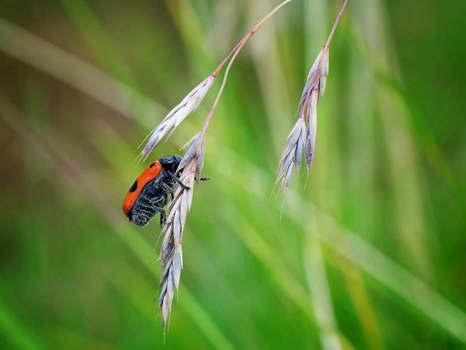 Animal world close up garden photo