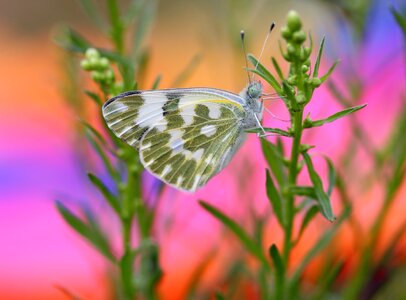 Insecta wings nature