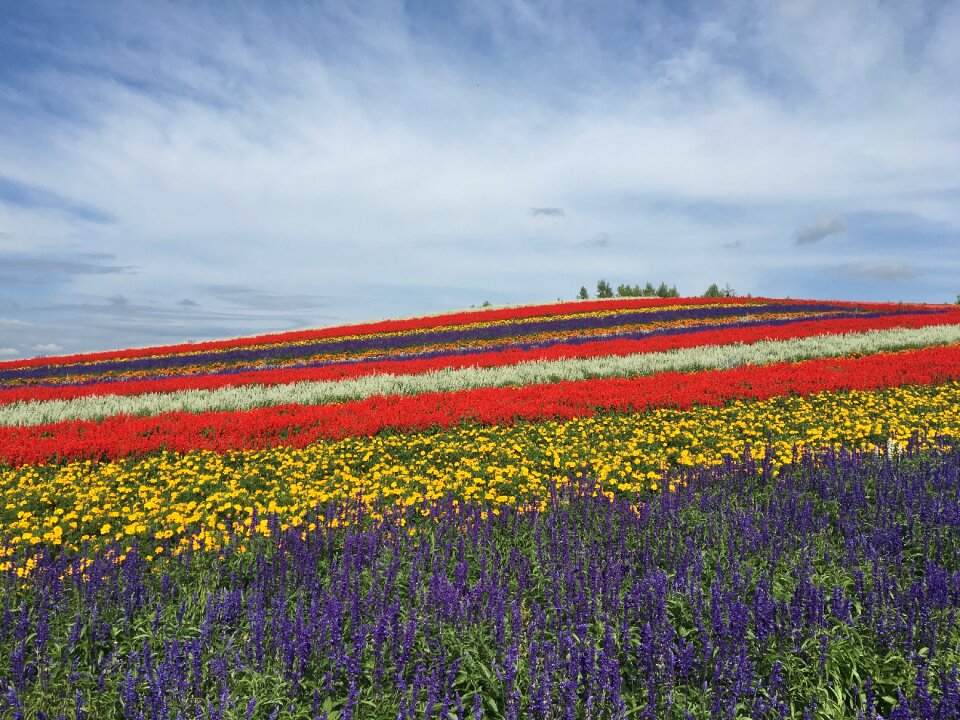Flower garden summer flower