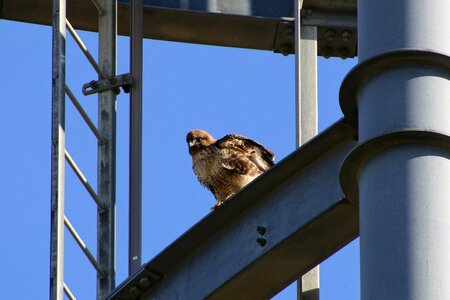 Bird wild birds birds of prey