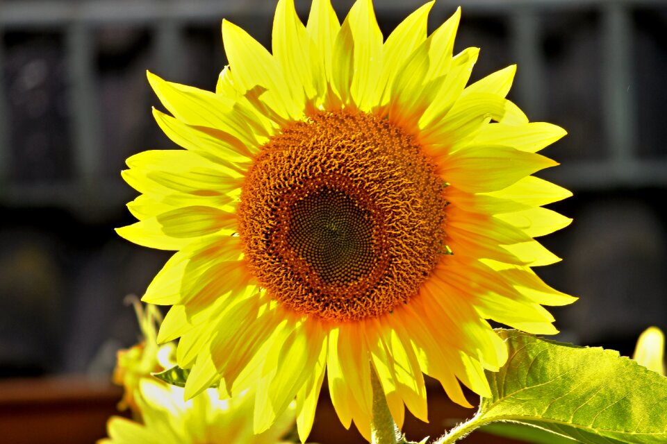 Yellow summer flower
