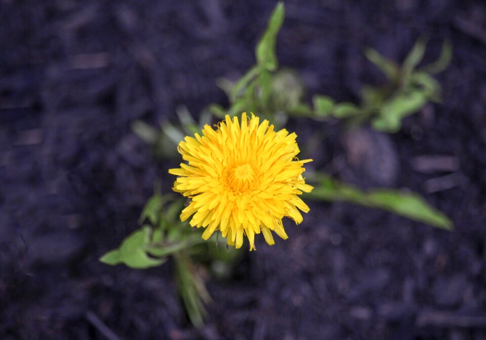 Flora summer dandelion