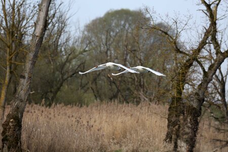 Wood swan flight