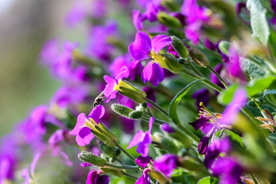 Plant garden blooming