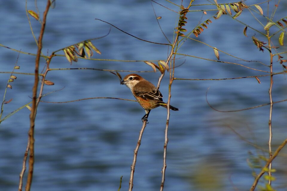 Trees and plants bird wild birds