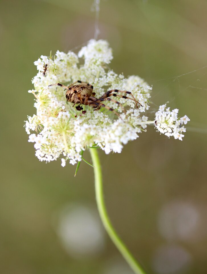 Flower white arachnid