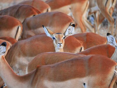 Stand out striking gazelle