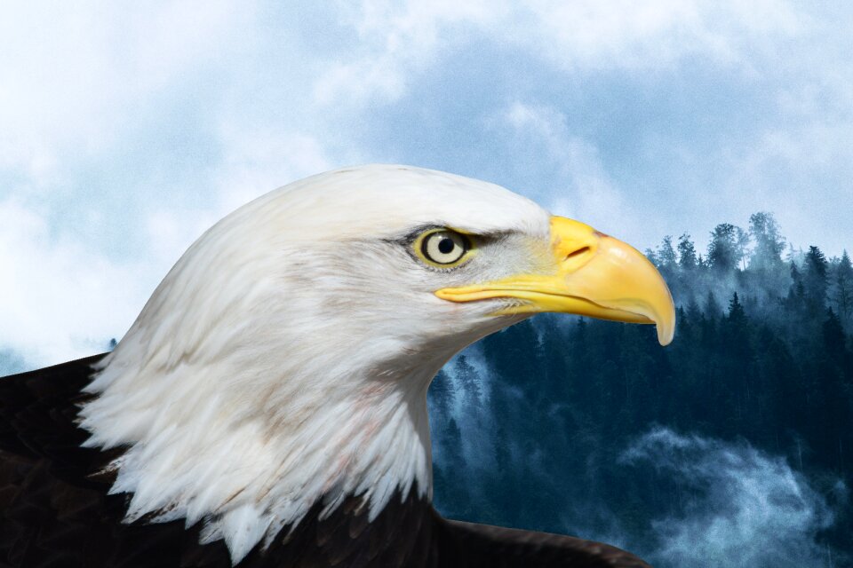 Bird bald eagle usa