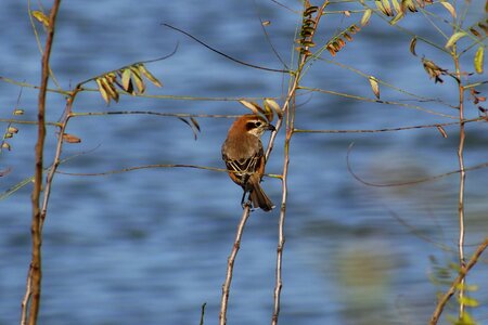Trees and plants bird wild birds