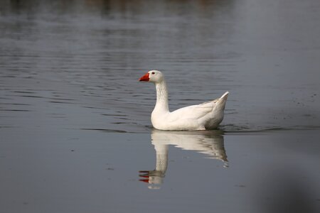 Puddle poultry water bird photo