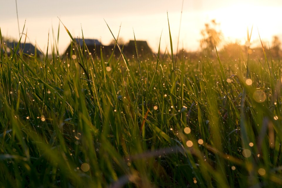 Plant nature outdoor