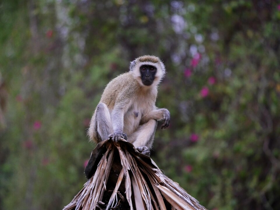 Africa safari chlorocebus pygerythrus