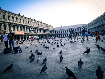 Italy pigeons birds photo