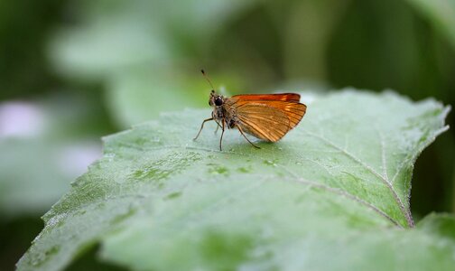 Rain insecta wings