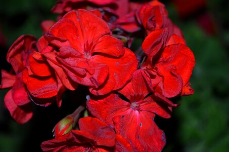 Geranium wilted withered flower dead