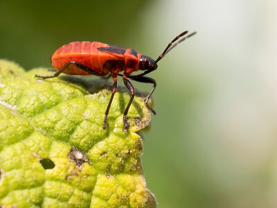 Evertebrat beetle animal photo