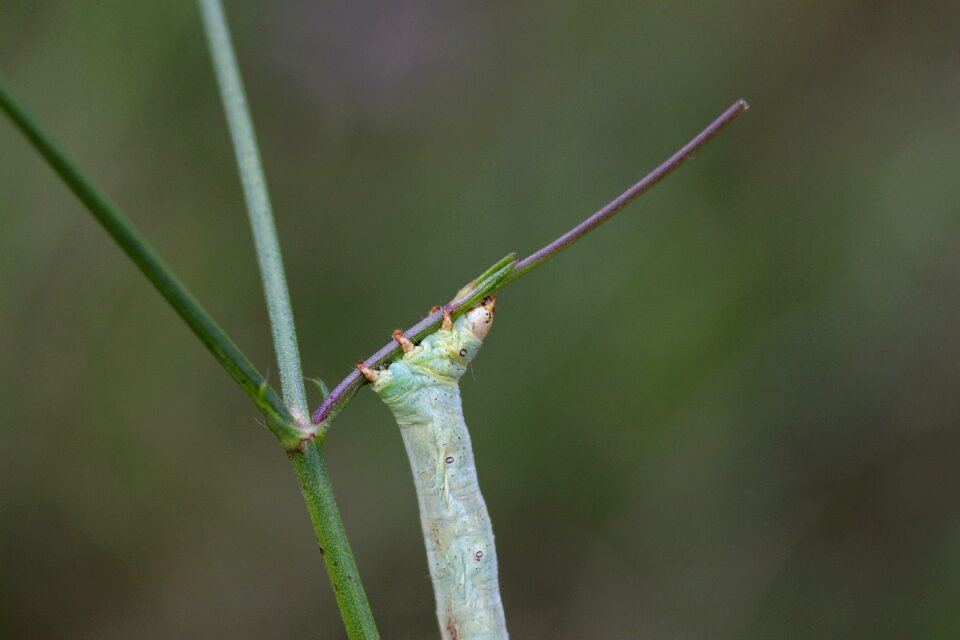 Insecta green strange