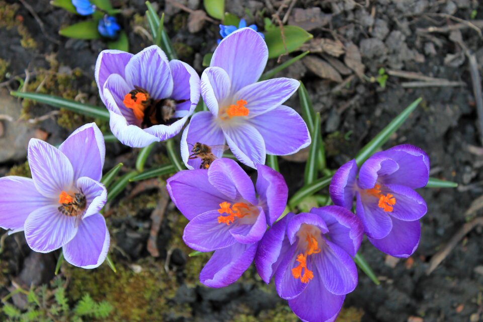 Outdoors crocuses lilac