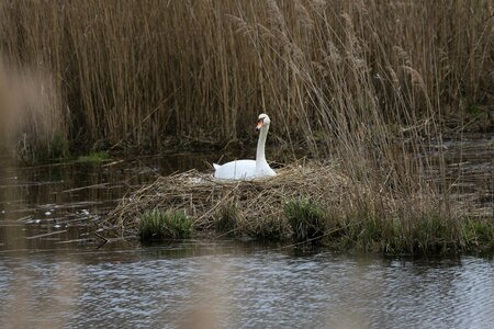 Puddle nature swan photo