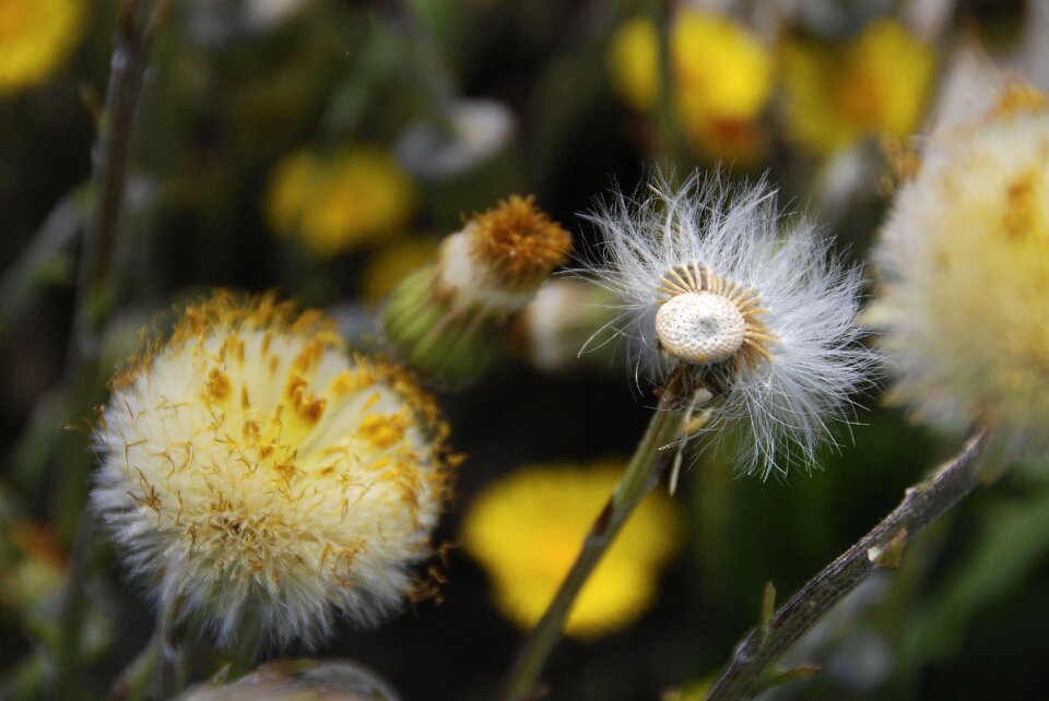 Growth fluffy tussilago farfara