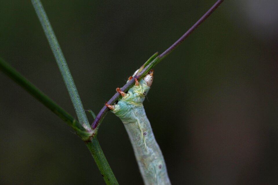 Strange insecta green