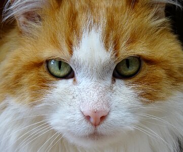 Face feline portrait photo