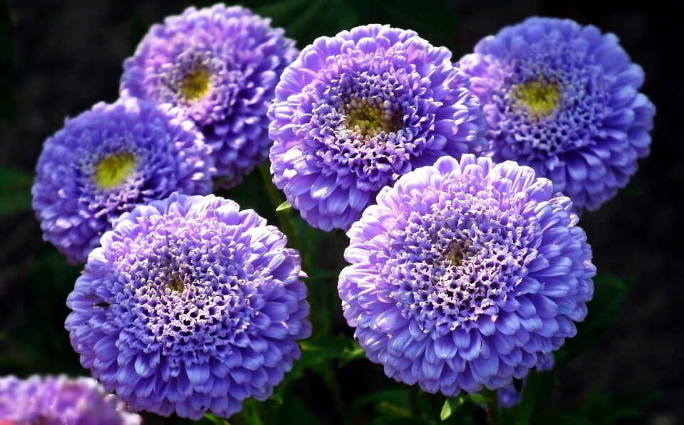 Nature plant floral