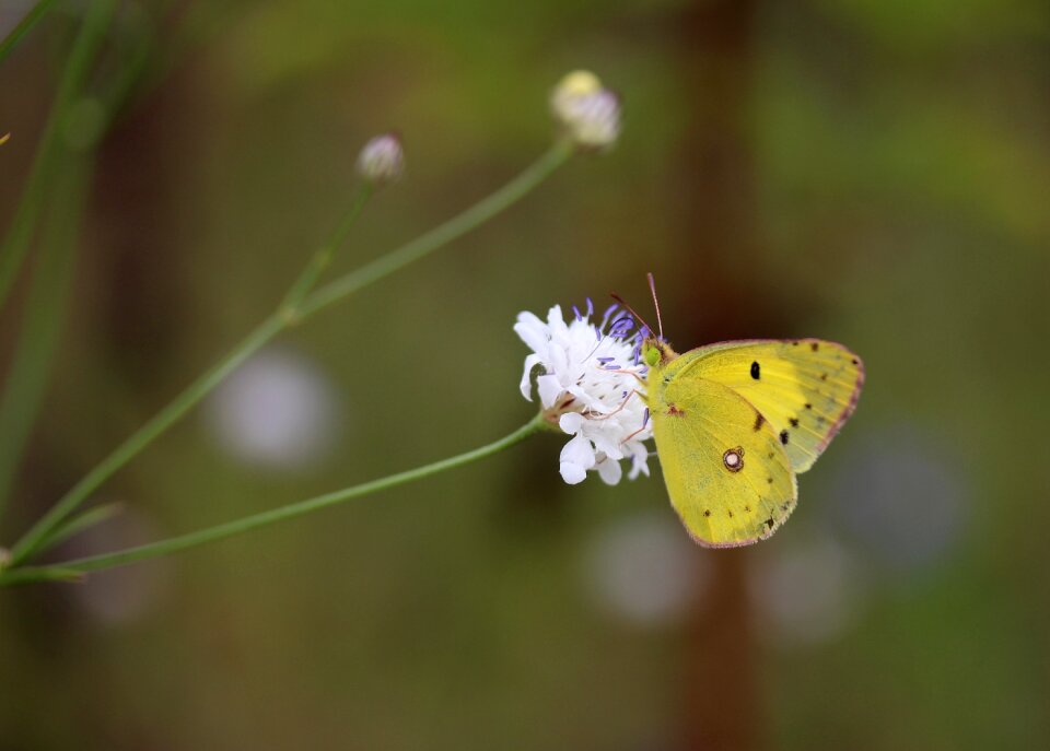 Wings coloring nature