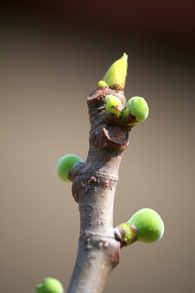 Spring macro fresh