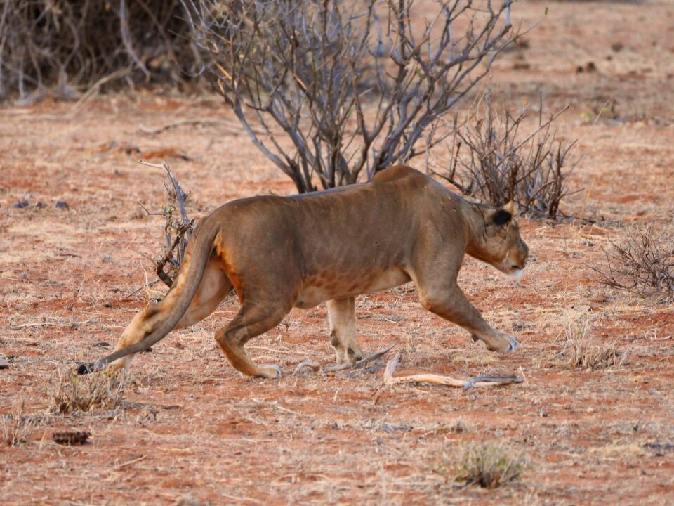 Lioness big cat female