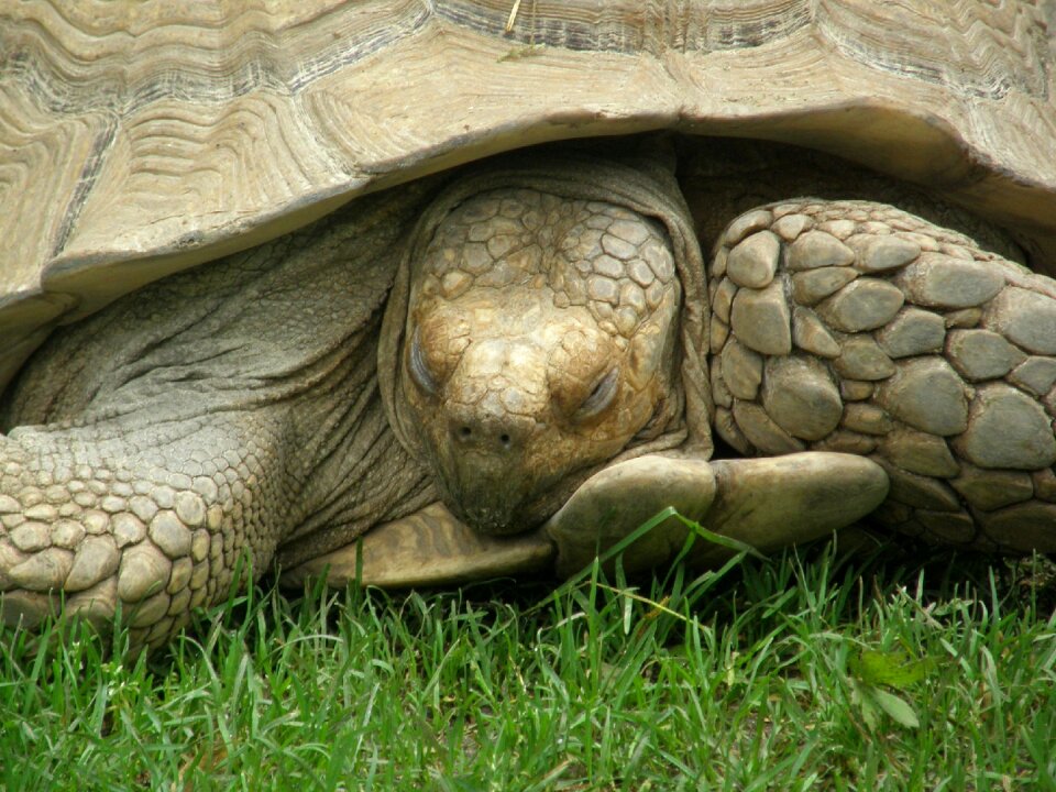 Galapagos turtle zoo hellbrunn salzburg