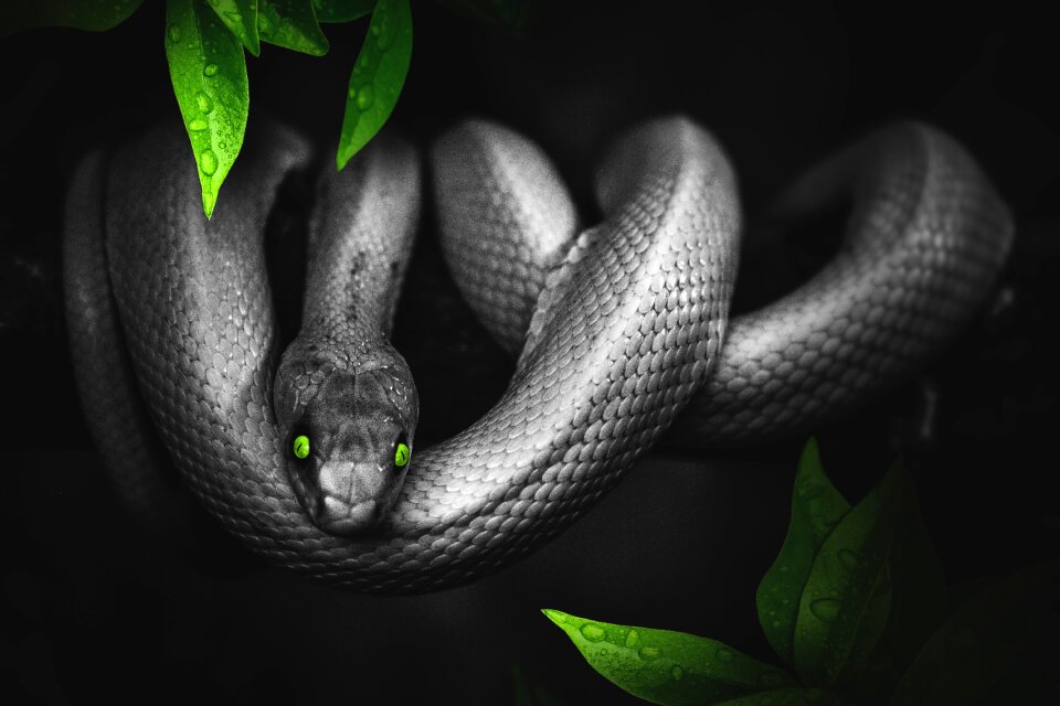 Reptile animal scale