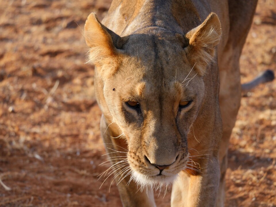 Lioness big cat female