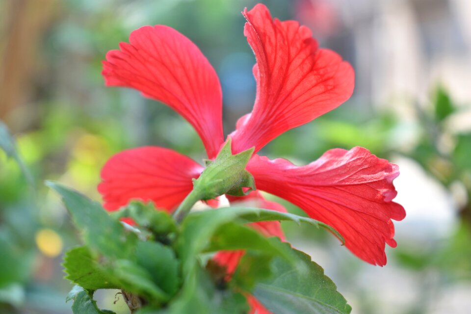 Garden floral nature