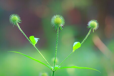 Leaf summer flower