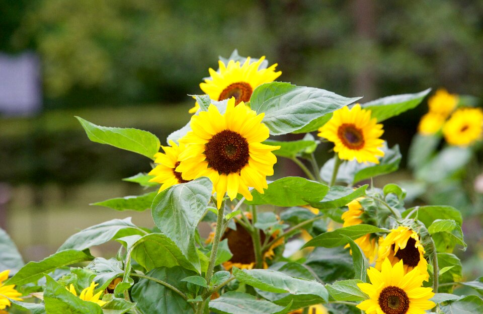 Nature summer summer flowers