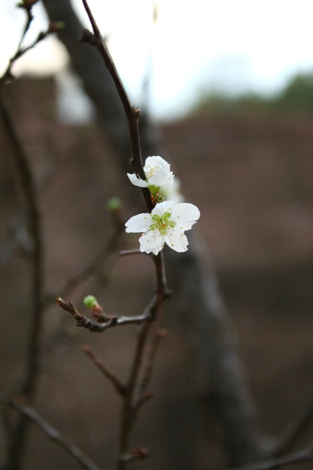 Spring macro branch