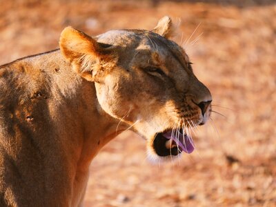 Lioness portrait big cat photo