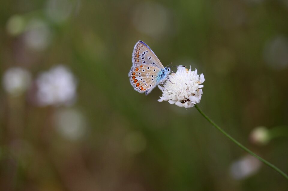 Insecta rest nature