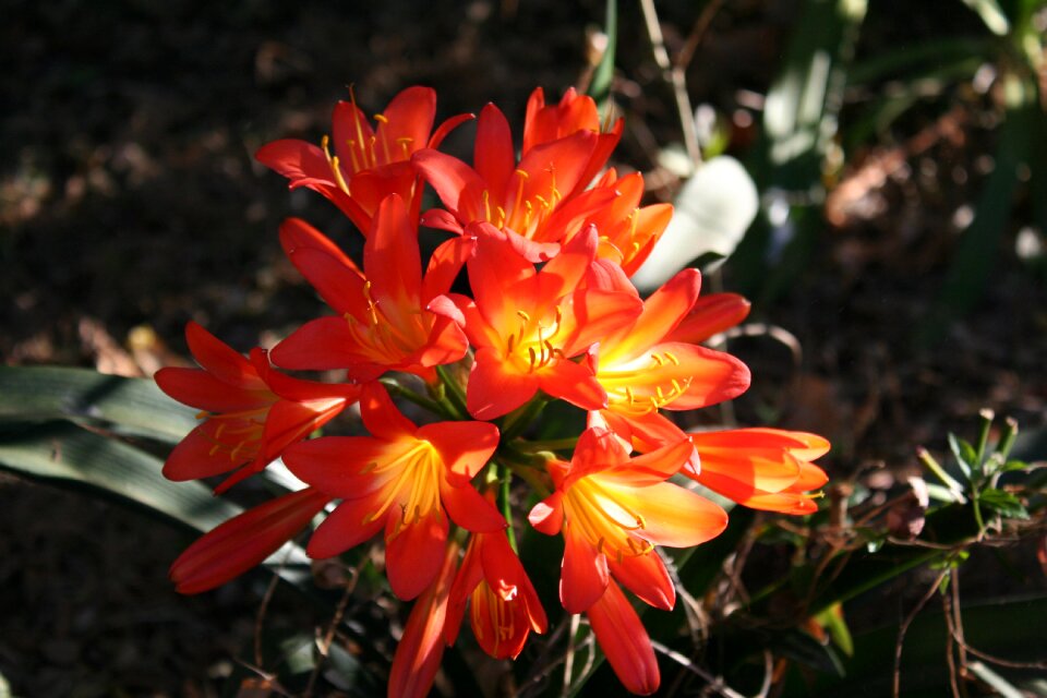 Orange morning sun plant
