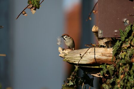 Wood tree food