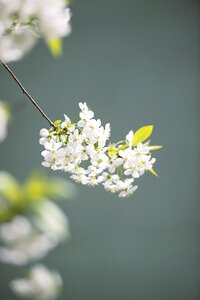 Branch wood cherry